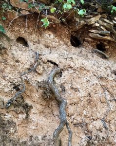 In the Vineyard with Burgundy’s Best Kept Secret – Domaine Frantz Chagnoleau 1