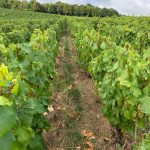 The 2019 Harvest Report in France -- Part II! 15