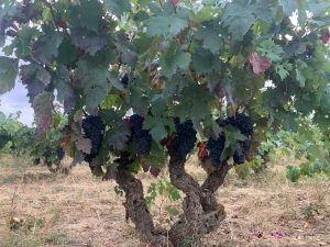 Anza: the Fresh Face of Rioja from Diego Magaña 1