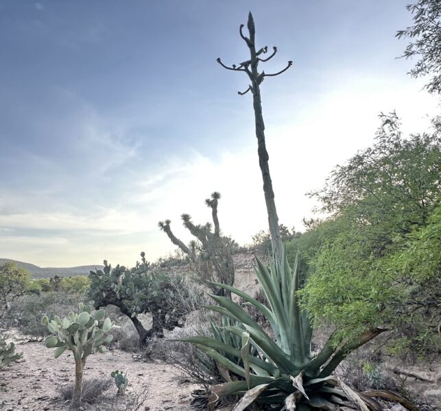 Campanilla del Palmar