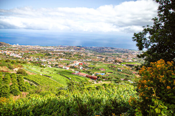 The Fortunate Isles (I of III): Bodegas Arautava – Tenerife