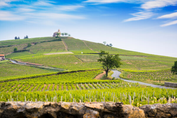 Celebrating the Timeless Terroir of Beaujolais